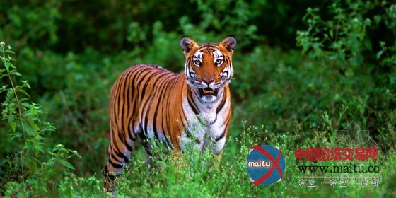 豪华的印度橘郡卡碧尼度假村 装饰独特