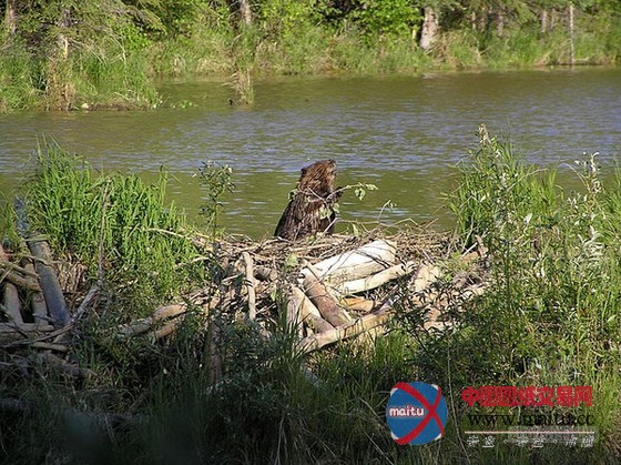 大自然最杰出的工程师之河狸