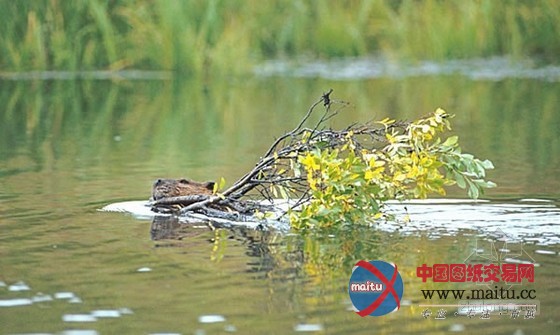 大自然最杰出的工程师之河狸