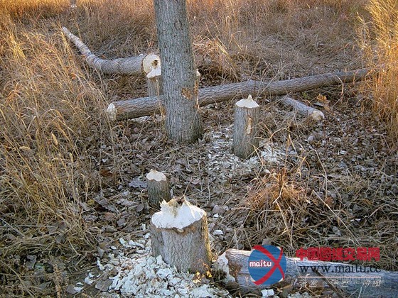 大自然最杰出的工程师之河狸