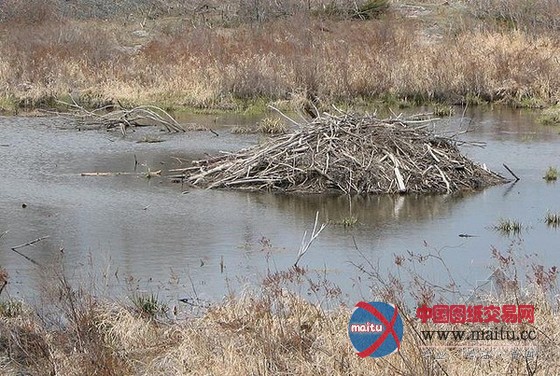 大自然最杰出的工程师之河狸