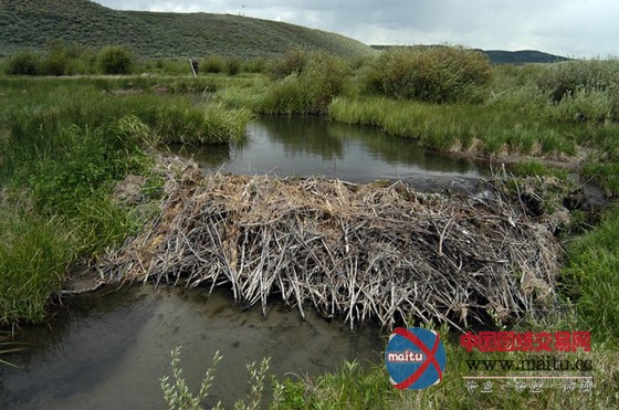 大自然最杰出的工程师之河狸
