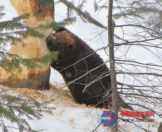大自然最杰出的工程师之河狸