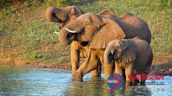 南非泰达私人野生动物保护区酒店设计 自然完美融合