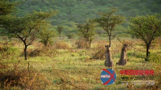 南非泰达私人野生动物保护区酒店设计 自然完美融合