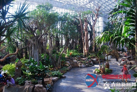 青岛世园会“叶片”植物馆百花盛开 月底完工