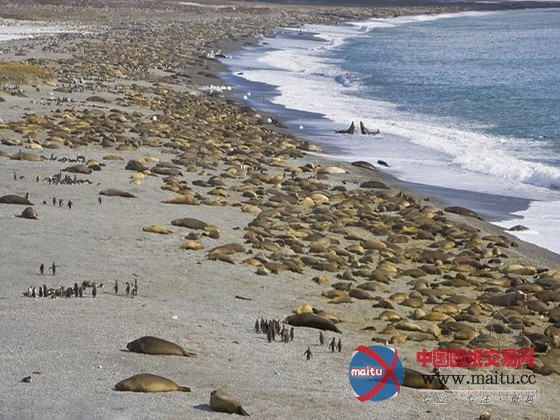 数量庞大“岩石”其实是海象(组图)