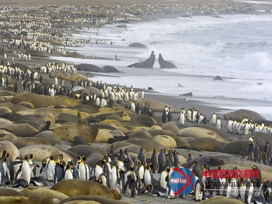 数量庞大“岩石”其实是海象(组图)