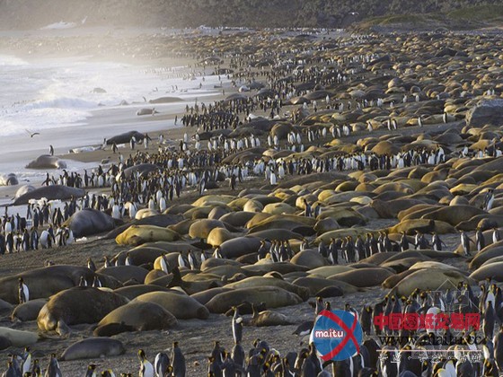 数量庞大“岩石”其实是海象(组图)