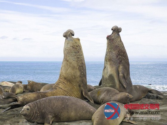 数量庞大“岩石”其实是海象(组图)