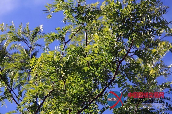 哥本哈根Guldberg城市广场