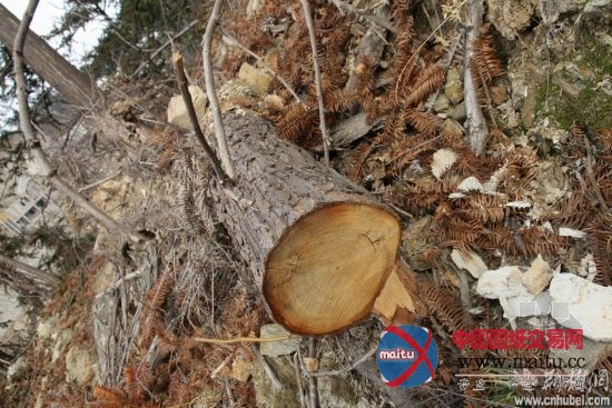 湖北开发商在景区“炸山毁林”建独栋别墅