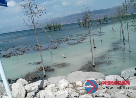 曝云南大理洱海受污变成牛奶海 官方称限期整改