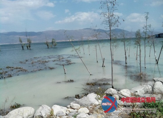 曝云南大理洱海受污变成牛奶海 官方称限期整改