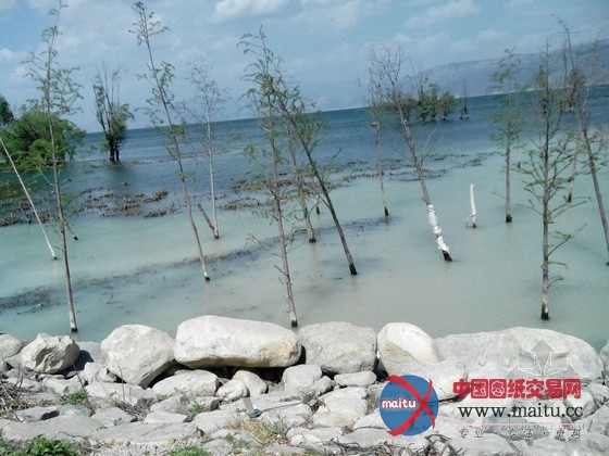 曝云南大理洱海受污变成牛奶海 官方称限期整改
