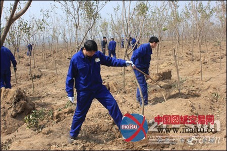 力士德公司海防林义务植树活动圆满完成