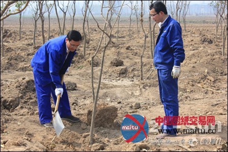 力士德公司海防林义务植树活动圆满完成