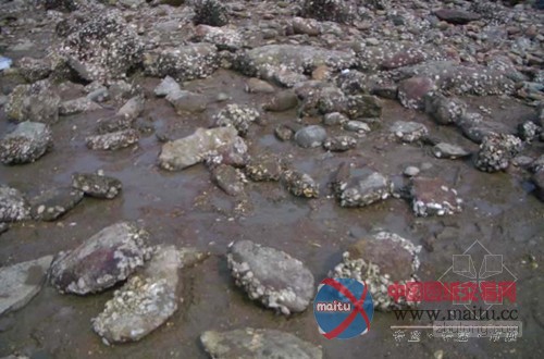 美建筑师“用牡蛎净化河流”引争议