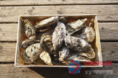 美建筑师“用牡蛎净化河流”引争议