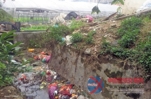 污水种菜 菜农反倒“狮子大开口”