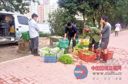 污水种菜 菜农反倒“狮子大开口”