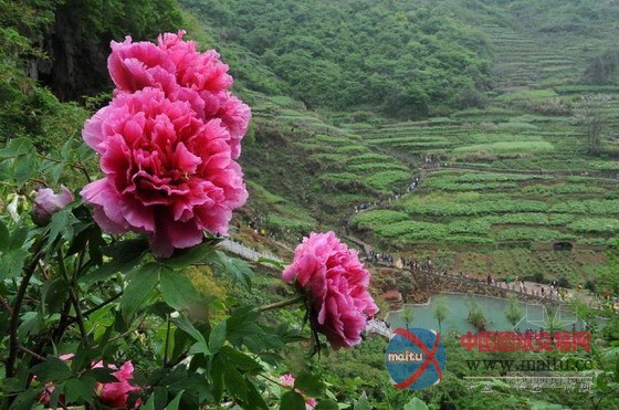 铜陵凤凰山牡丹 “中国美丽田园”农事景观