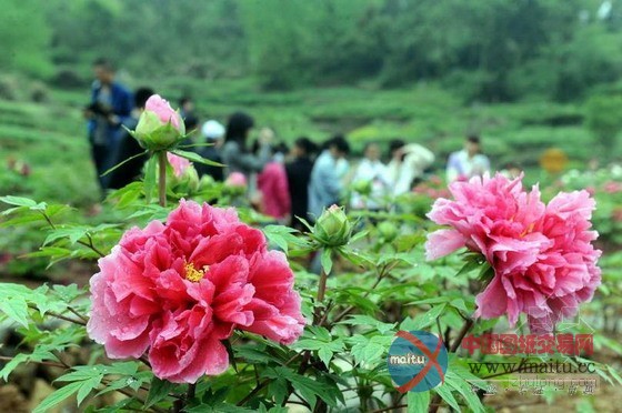 铜陵凤凰山牡丹 “中国美丽田园”农事景观