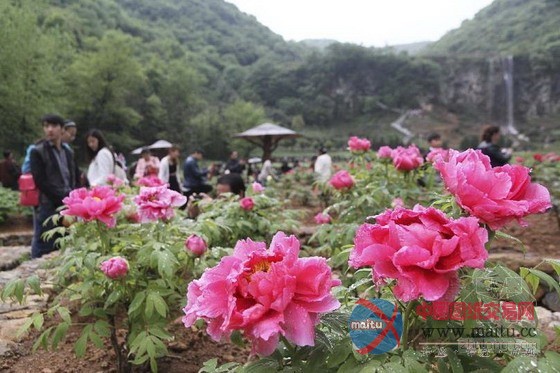 铜陵凤凰山牡丹 “中国美丽田园”农事景观