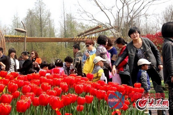 日照市第三届园林文化节拉开帷幕