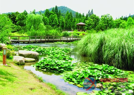 生活污水“净身”变清澈小河