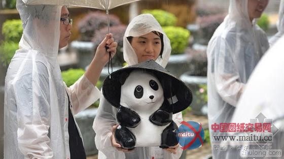1600纸熊猫来香港遇下雨天戴蓑笠帽萌爆游人-筑龙新闻